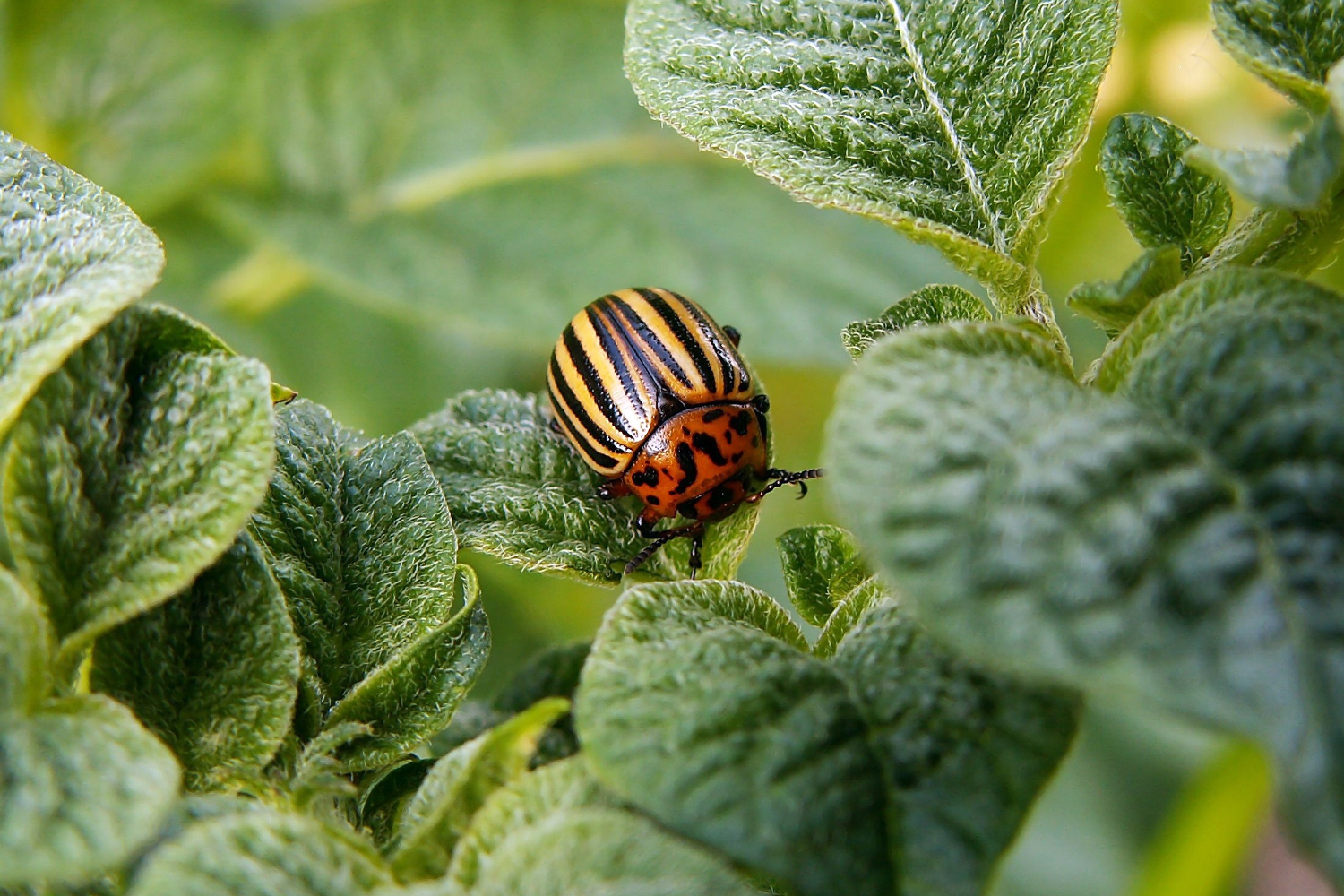 Beetle