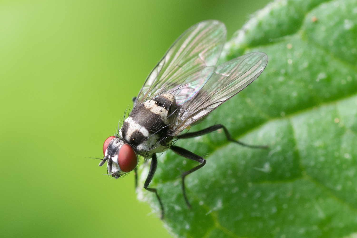Fly