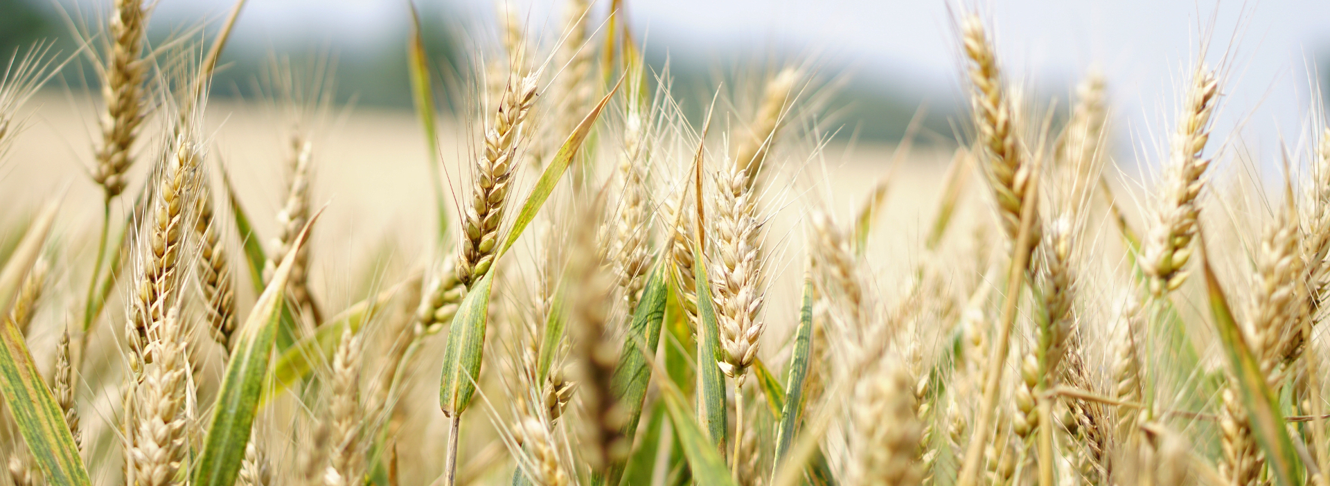<small>SNAA</small>Serviço Nacional de Avisos Agrícolas